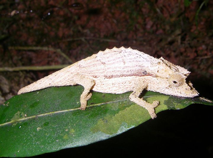 800px-Brookesia_nasus_01