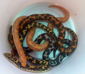 999307_10151969116890289_1972313416_n