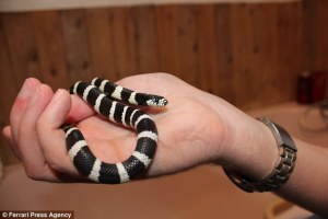 article-2156078-137D503C000005DC-631_634x424