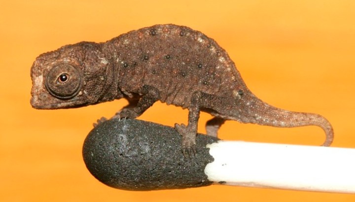 Brookesia_micra_on_a_match_head copy