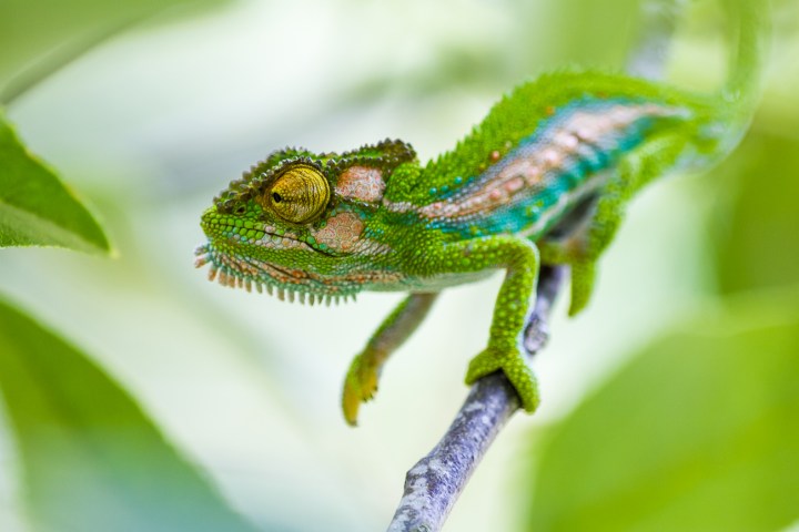 chameleons_201321