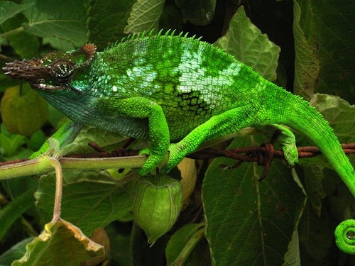 fischers-chameleon-for-sale