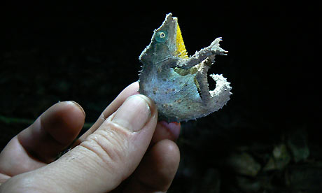 Pygmy-chameleon-Mount-Mab-001