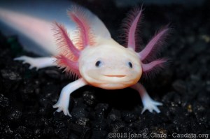 user1_pic25135_1352760081