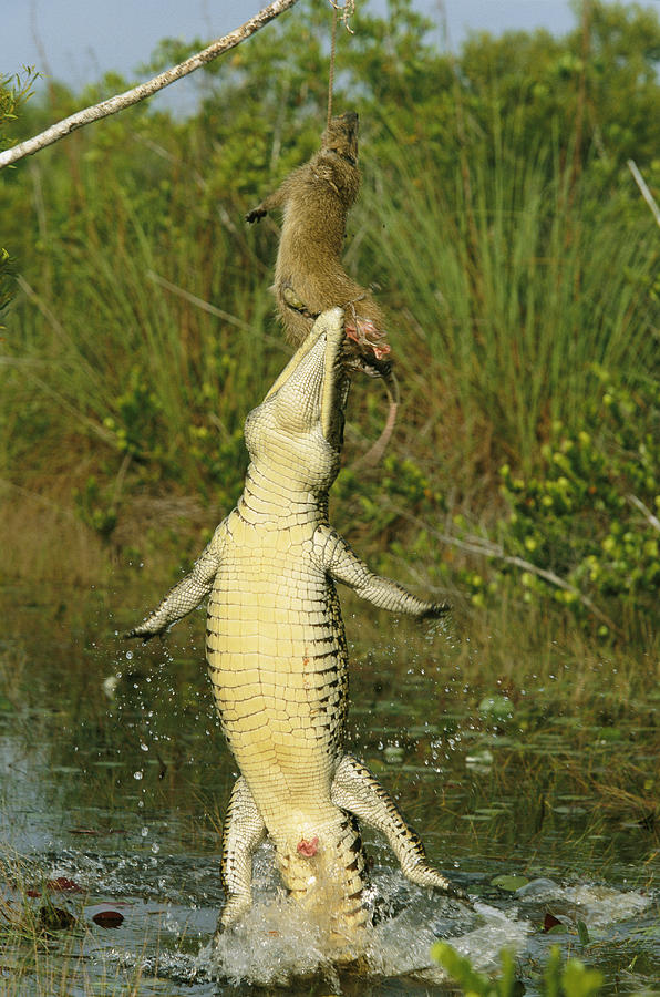 a-cuban-crocodile-leaps-from-water-steve-winter