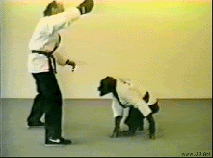 Chimp_karate_kick