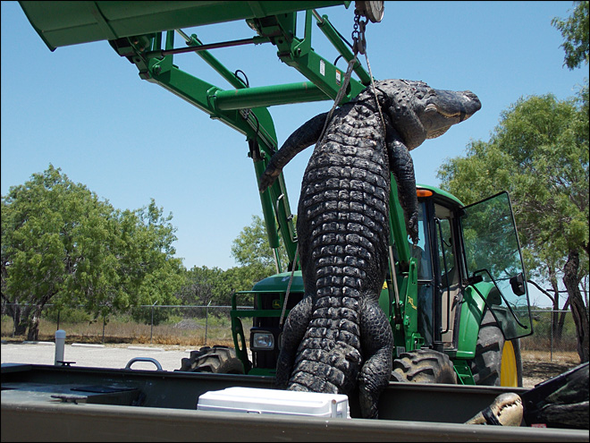 130516_Record_Gator_660