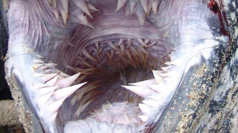 animal-mouths-safethumb