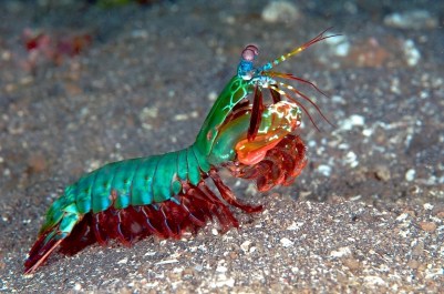 mantis-shrimp