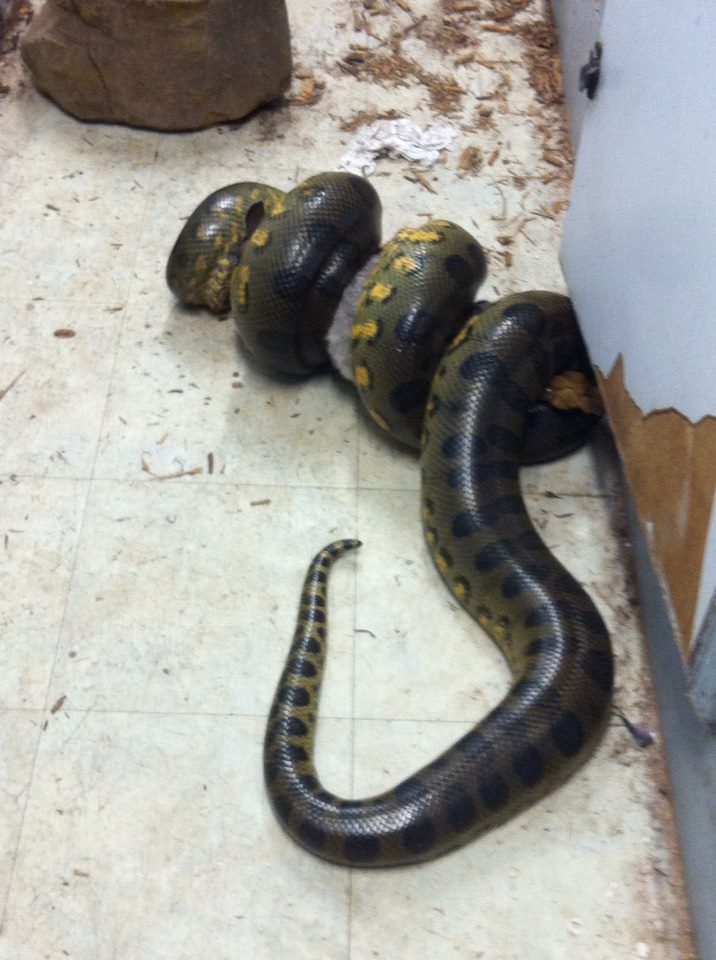 71644_10151740706420289_312226801_n