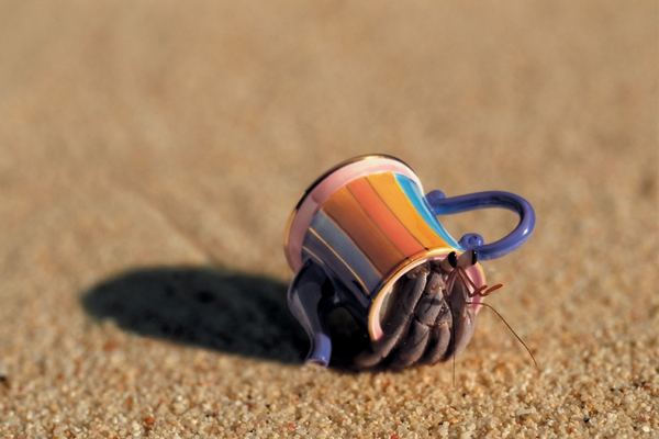 funny_hermit_crab_3