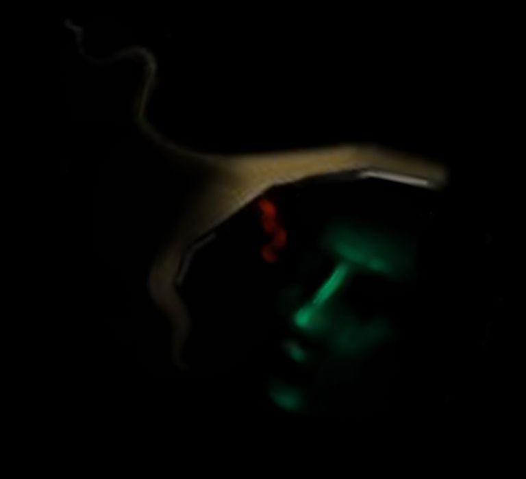 flag_of_taliban_original-svg-copy-68